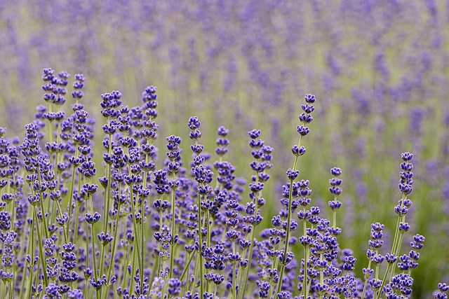 parks, gardens, nature, trails, flowers, picnic