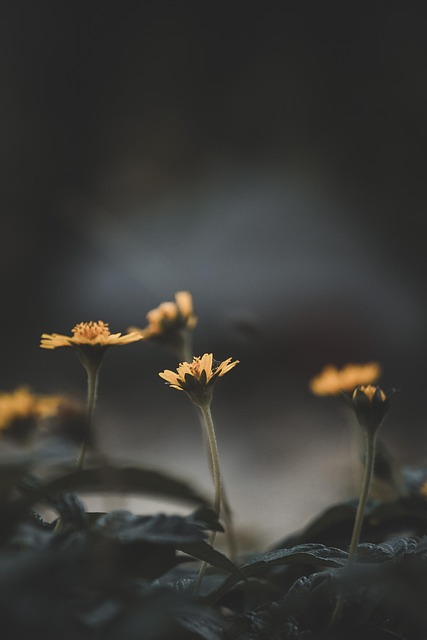 parks, gardens, nature, trails, flowers, picnic