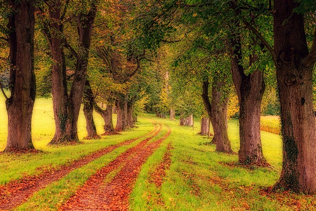 parks-nature-family-trails-picnic-playgr-640x480-17868016.jpeg