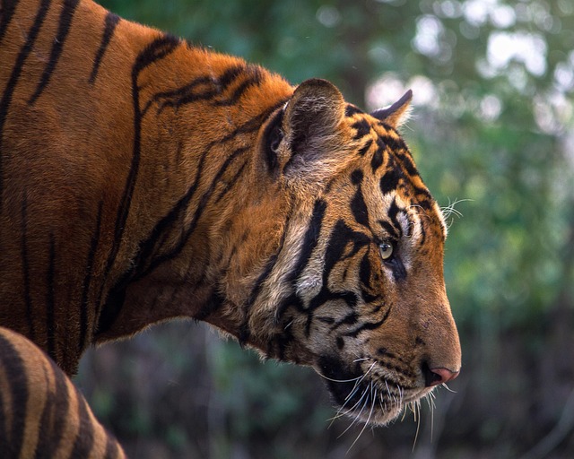 photography, nature, landscape, urban, wildlife, scenic