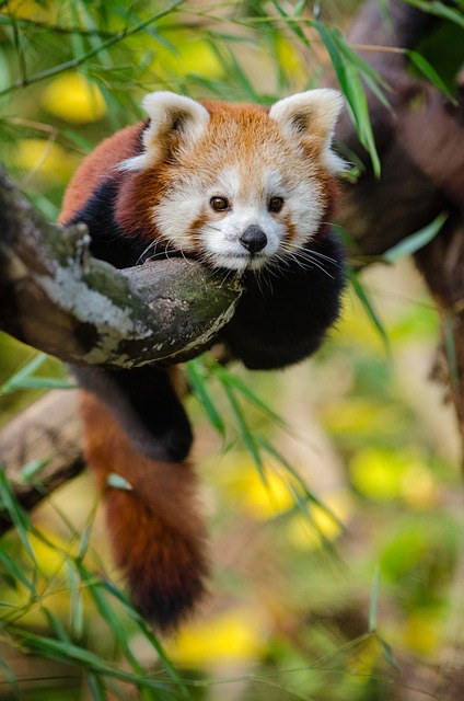 photography, nature, landscape, urban, wildlife, scenic
