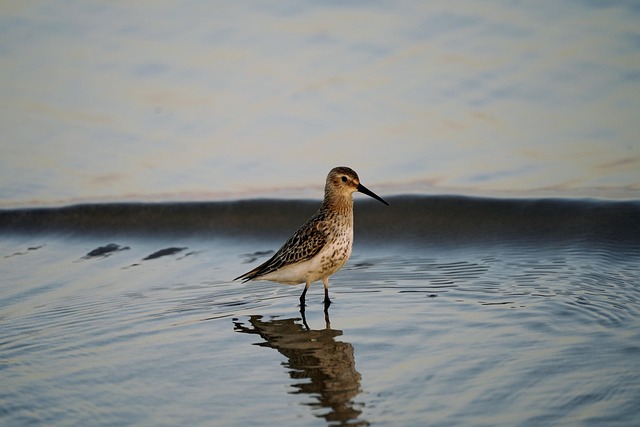 photography-nature-landscape-urban-wildl-640x480-32449019.jpeg
