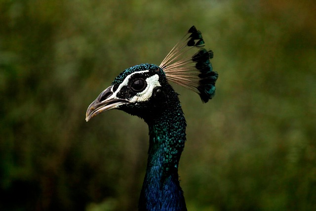 photography-nature-landscape-urban-wildl-640x480-35880167.jpeg