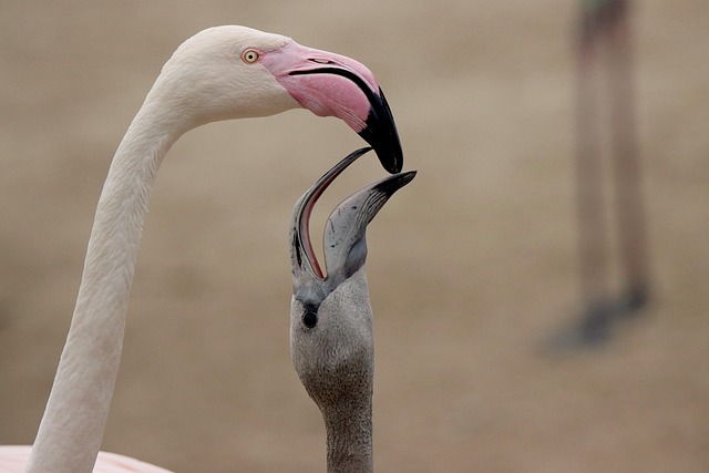 photography, nature, landscape, urban, wildlife, scenic