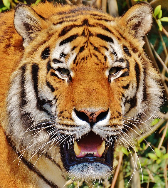 photography, nature, landscape, urban, wildlife, scenic