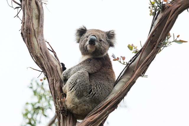 photography, nature, landscape, urban, wildlife, scenic