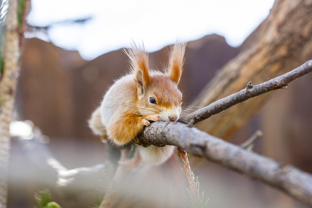 photography, nature, landscape, urban, wildlife, scenic