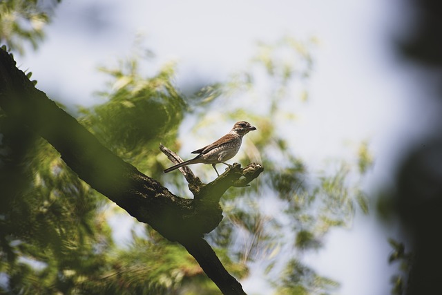 photography, nature, landscape, urban, wildlife, scenic