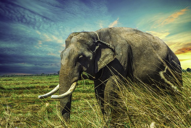 photography, nature, landscape, urban, wildlife, scenic