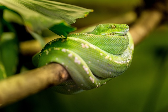 photography, nature, landscape, urban, wildlife, scenic