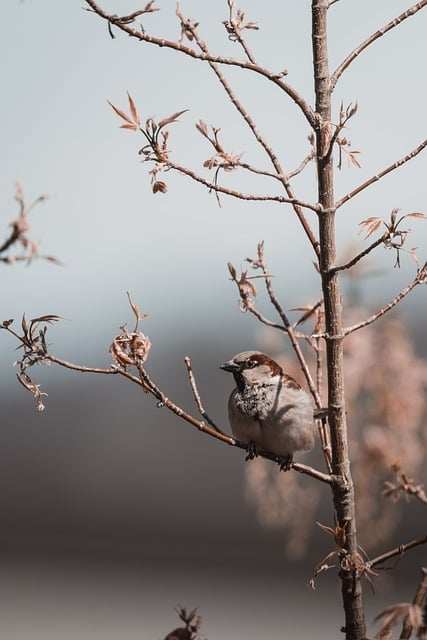 photography-nature-landscape-urban-wildl-640x480-68970191.jpeg
