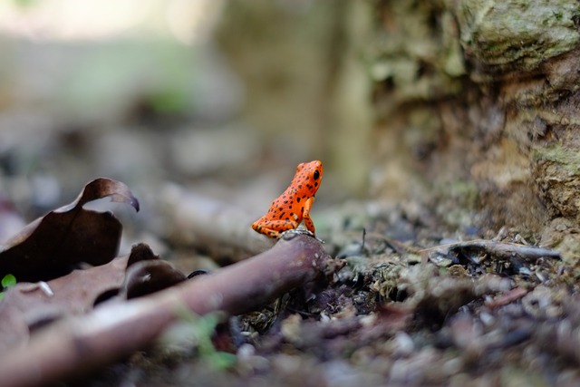 photography-nature-landscape-urban-wildl-640x480-6963047.jpeg