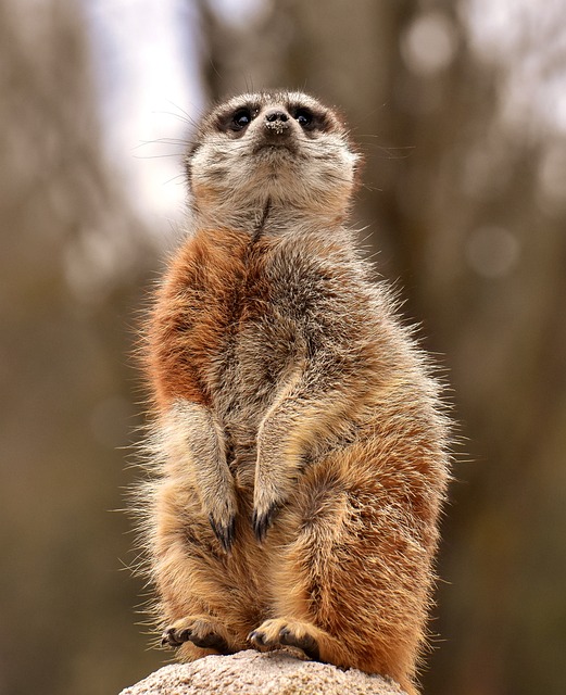 photography, nature, landscape, urban, wildlife, scenic