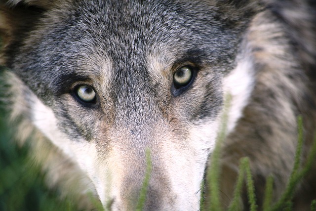 photography, nature, landscape, urban, wildlife, scenic