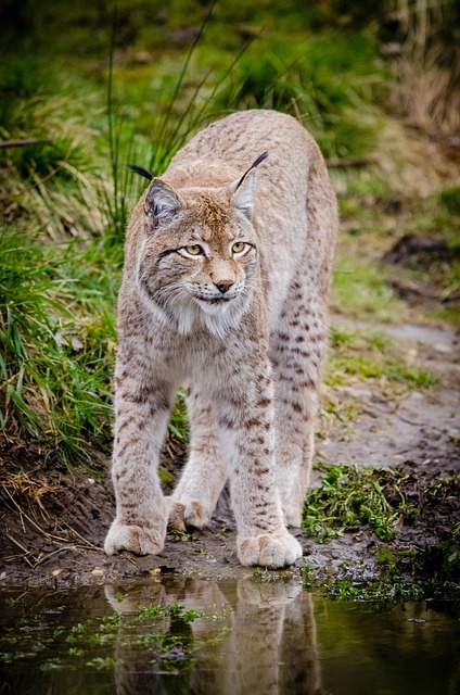 photography, nature, landscape, urban, wildlife, scenic