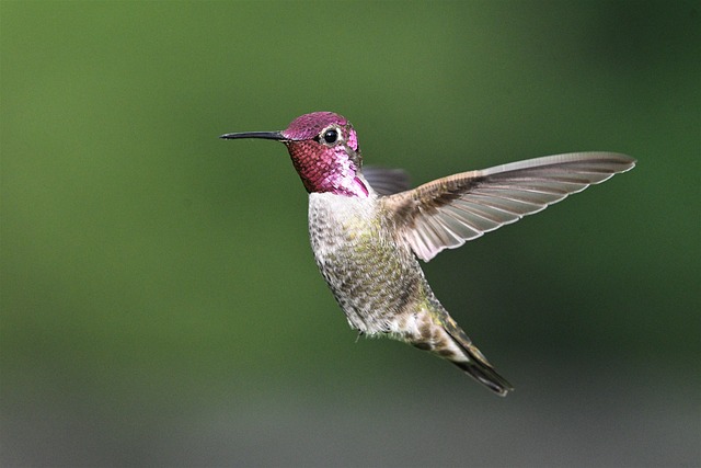 photography, nature, landscape, urban, wildlife, scenic