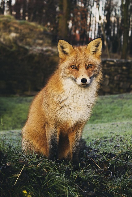 photography, nature, landscape, urban, wildlife, scenic