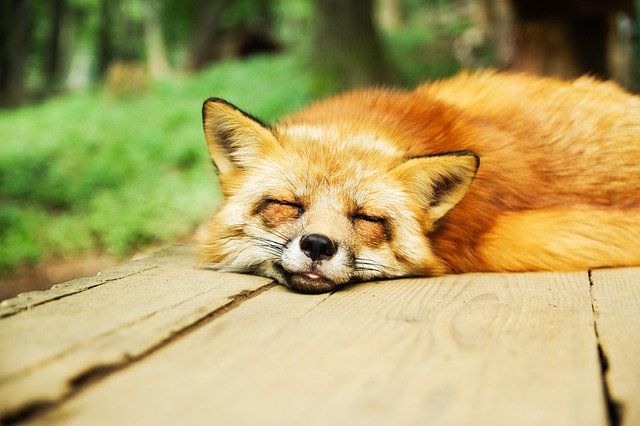 photography, nature, landscape, urban, wildlife, scenic