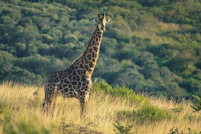 photography, nature, landscape, urban, wildlife, scenic