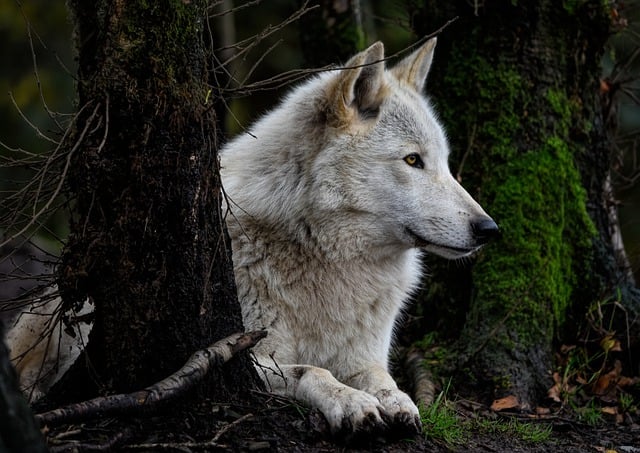 photography, nature, landscape, urban, wildlife, scenic