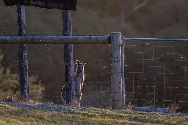 photography, nature, landscape, urban, wildlife, scenic