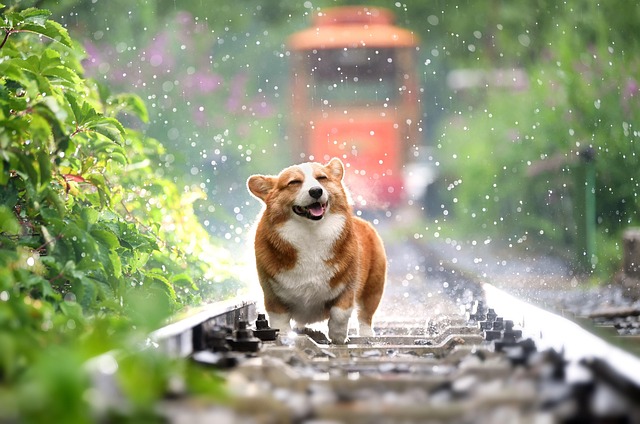 railroad