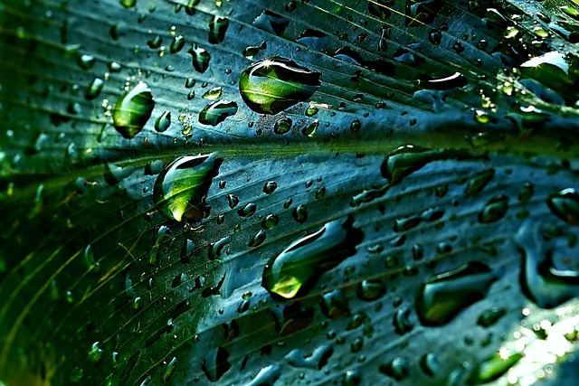 rainwater