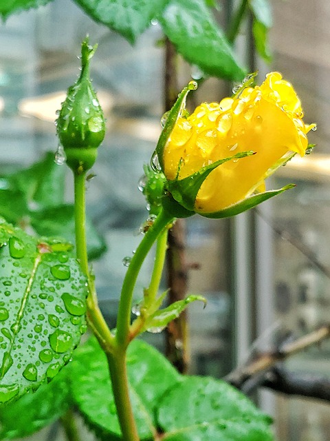 rainwater