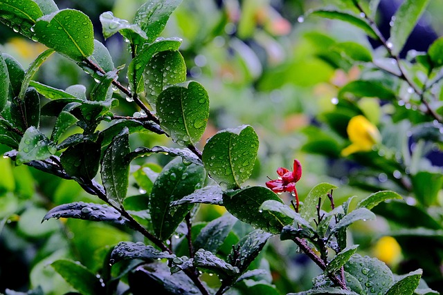 rainwater