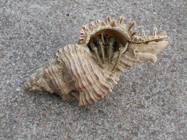 rental