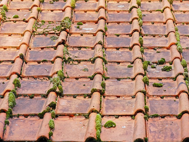 roofline,roof,shingle roof,tile roof,