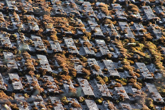 roofline,roof,shingle roof,tile roof,