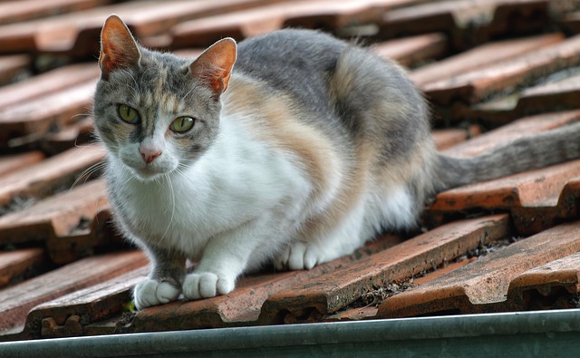 24-Hour Roof Repair Eugene: Emergency Services You Can Trust