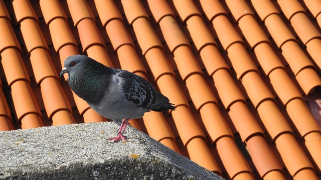 roofline,roof,shingle roof,tile roof,