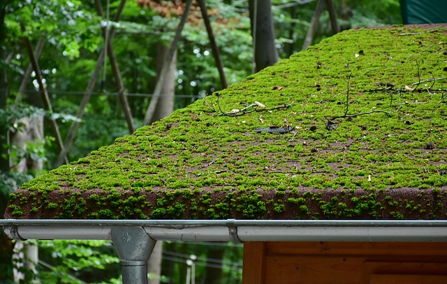 roofline,roof,shingle roof,tile roof,