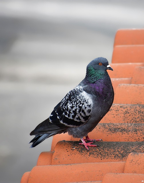 Quick & Efficient 24-Hour Roof Repairs Eugene Oregon