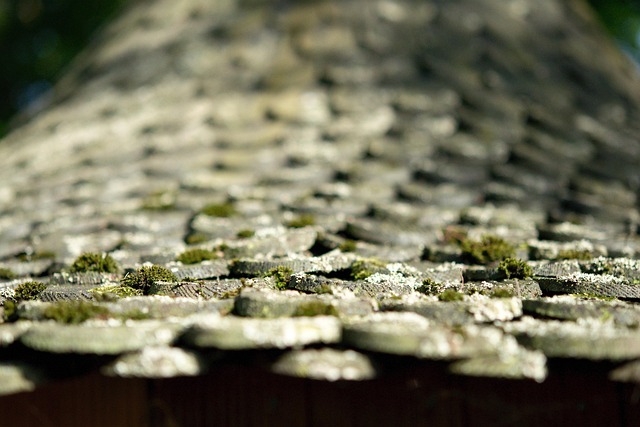 roofline,roof,shingle roof,tile roof,