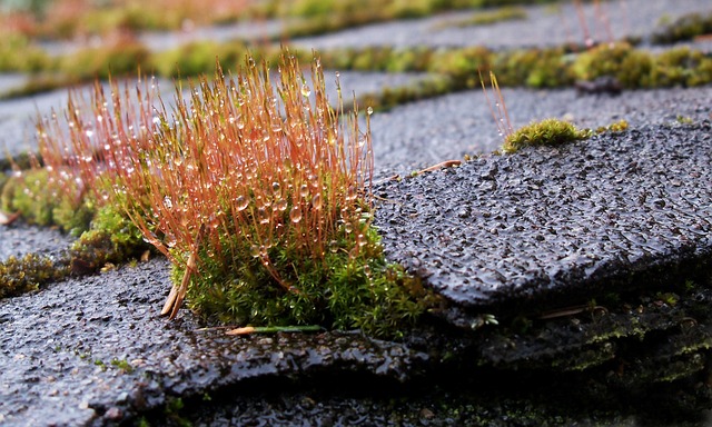 roofline,roof,shingle roof,tile roof,
