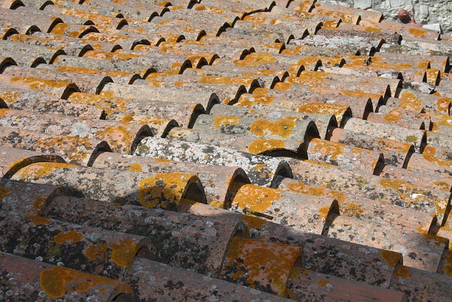 roofline,roof,shingle roof,tile roof,
