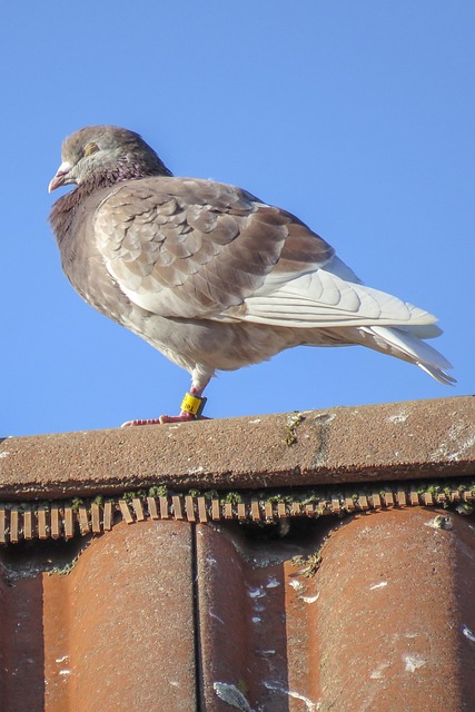 roofline,roof,shingle roof,tile roof,