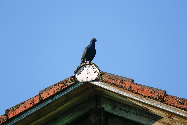 roofline,roof,shingle roof,tile roof,
