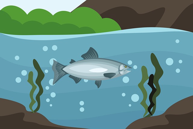 Salmon, fishing, Lane, river, nature, outdoors