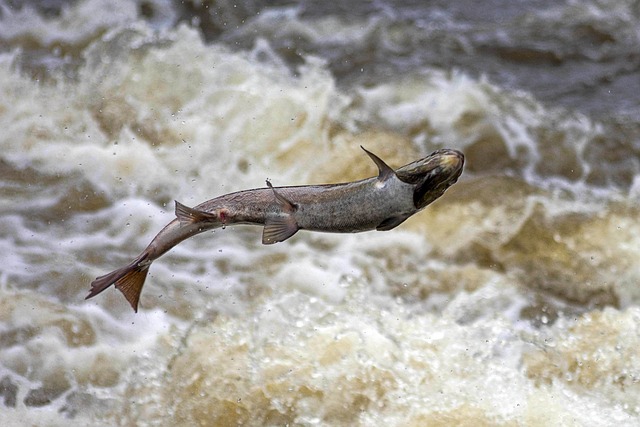 Salmon, fishing, Lane, river, nature, outdoors