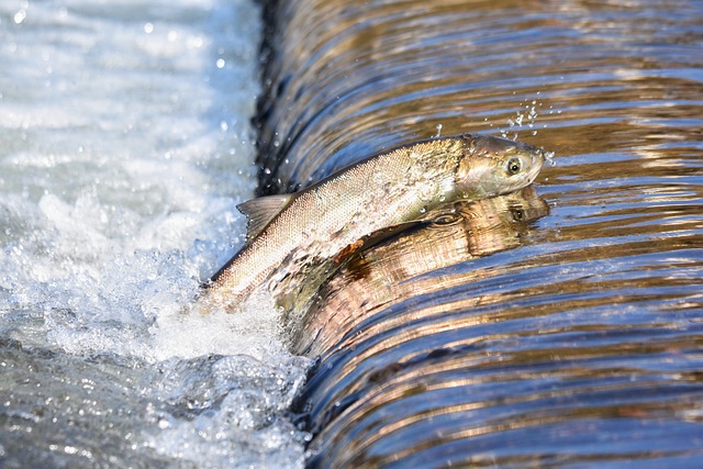 Salmon, fishing, Lane, river, nature, outdoors