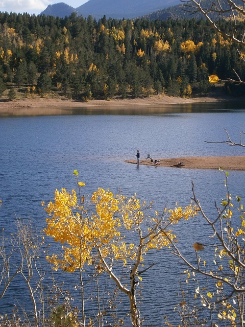 Salmon, fishing, Lane, river, nature, outdoors