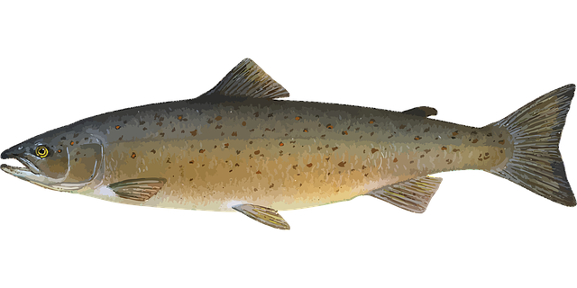 Salmon, fishing, Lane, river, nature, outdoors