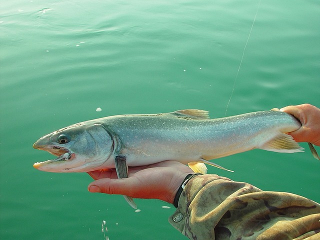 Salmon, fishing, Lane, river, nature, outdoors