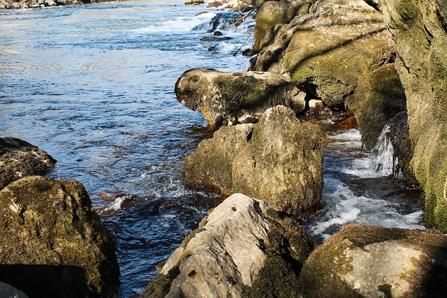 Salmon, fishing, Lane, river, nature, outdoors