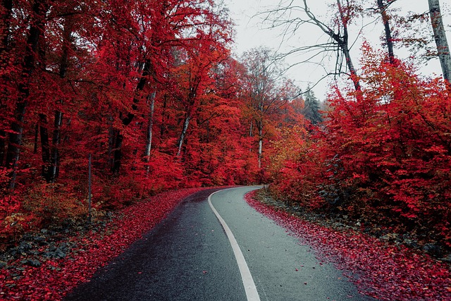 scenic, drive, coast, landscape, road, views