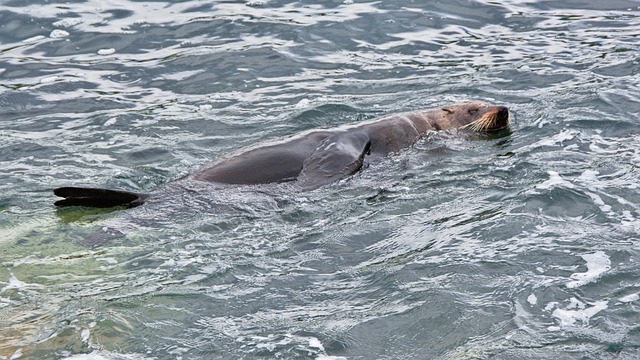 sea-lions-caves-ocean-wildlife-marine-ge-640x480-10218938.jpeg